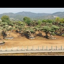 Selbst im fortgeschrittenen Alter scheinen Olivenbäume noch verpflanzt werden zu können